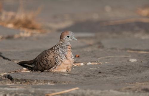 斑馬鳩 斑馬鳩