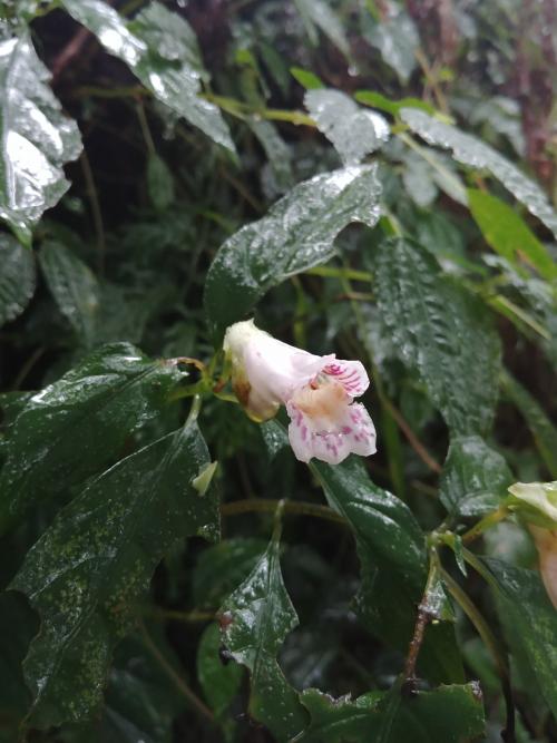 角桐草 角桐草