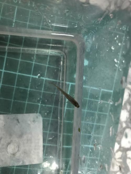 食蚊魚 (大肚魚)