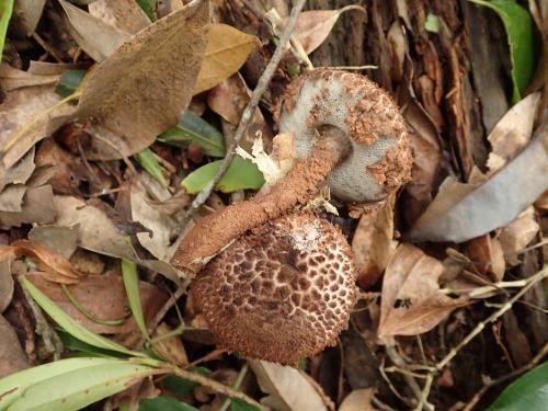 Strobilomyces polypyramis(錐鱗松塔牛肝菌)