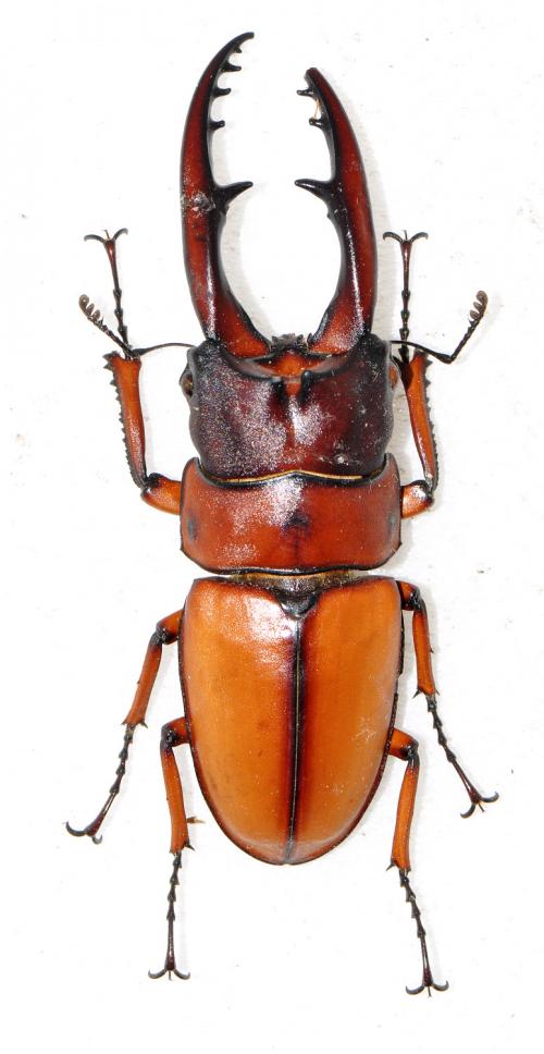 Prosopocoilus astacoides blanchardi 兩點鋸鍬形