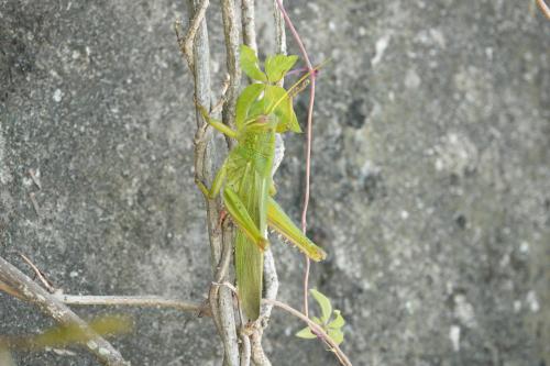大棉蝗 大棉蝗