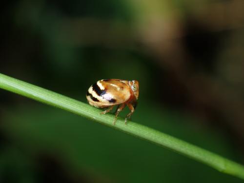 Epyhemisphaerius tappanus Epyhemisphaerius tappanus