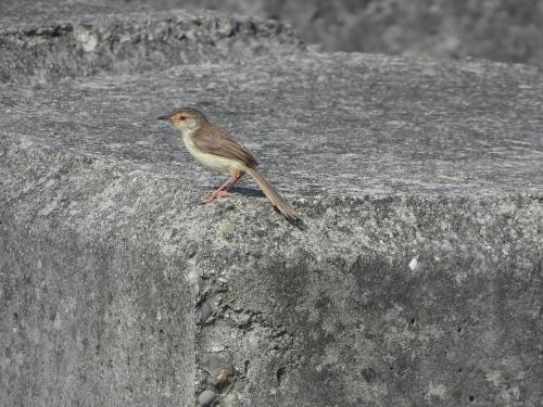 褐頭鷦鶯 褐頭鷦鶯