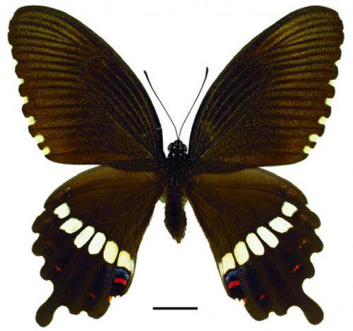 Papilio polytes polytes Linnaeus, 1758 (f. mandane) (f. mandane) 玉帶鳳蝶(白帶型) Papilio polytes polytes Linnaeus, 1758 (f. mandane) (f. mandane) 玉帶鳳蝶(白帶型)