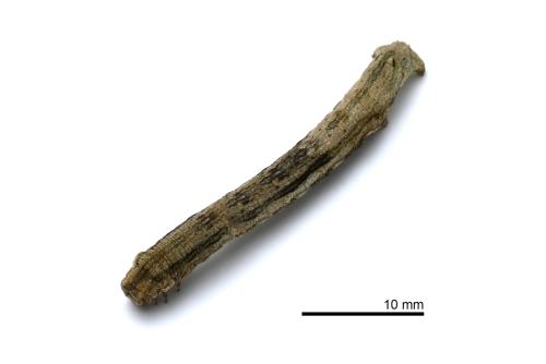 Ectropis bhurmitra