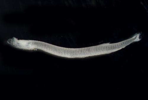 ASIZP0079377