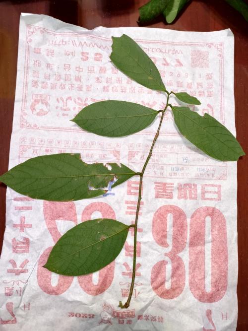 刺杜密 刺杜密