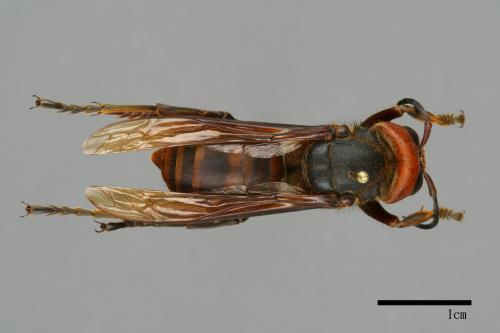Vespa mandarinia[中華大虎頭蜂][00099404]