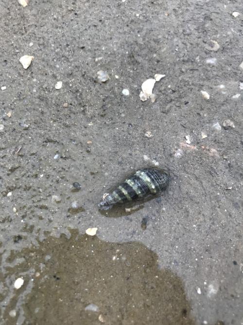 燒酒海蜷