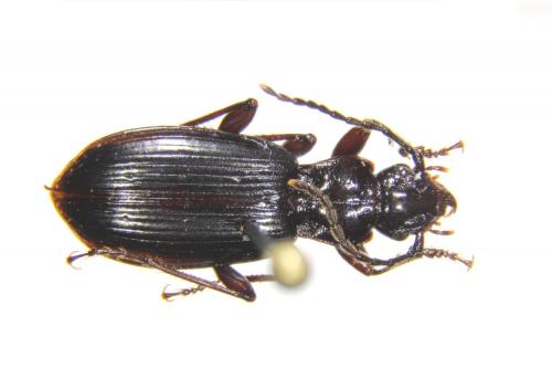 Apenetretus smetanai_female Apenetretus smetanai_female