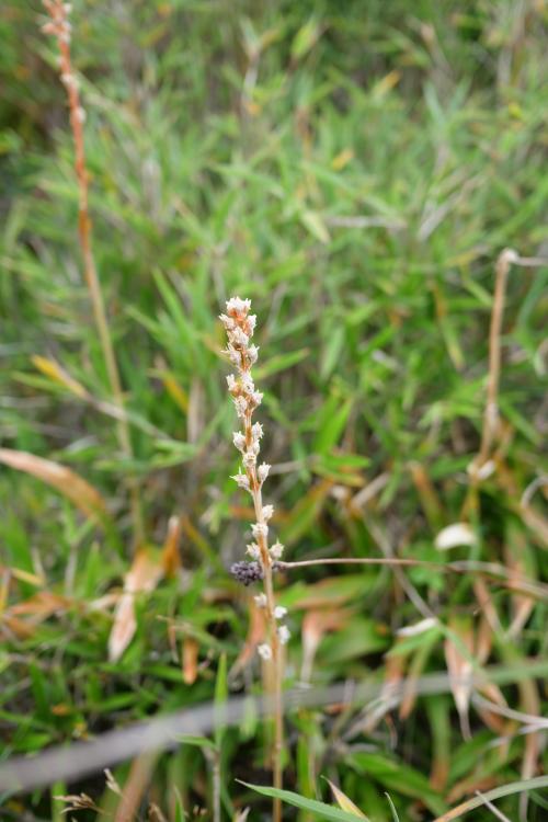 臺灣粉條兒菜 臺灣粉條兒菜