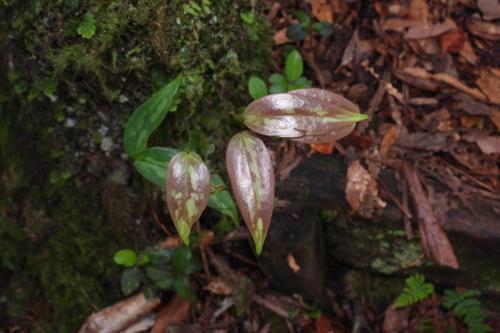 阿里山菝契 阿里山菝契
