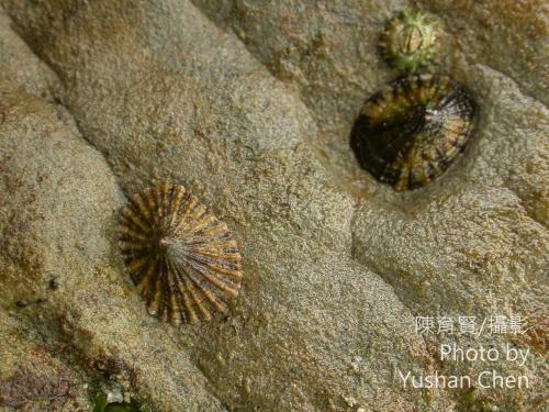花邊青螺 花邊青螺