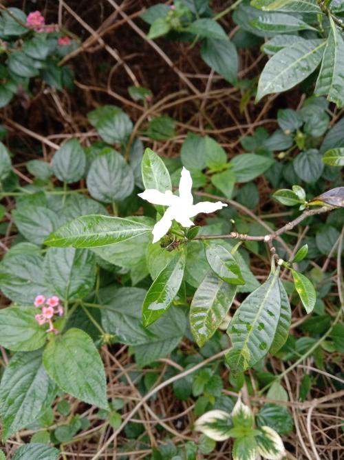 蘭嶼馬蹄花 蘭嶼馬蹄花