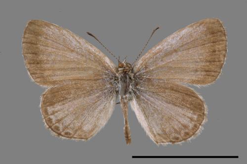 Zizeeria maha okinawana[沖繩小灰蝶][00015363]