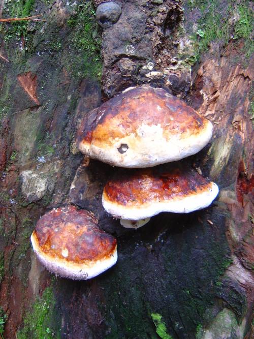 松生擬層孔菌 松生擬層孔菌