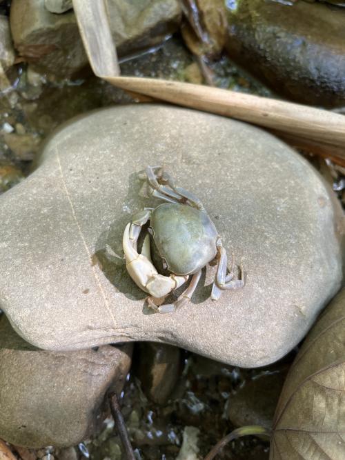 黃綠澤蟹