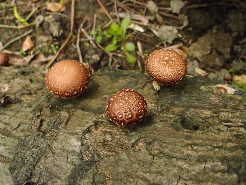Lentinus edodes(香菇)