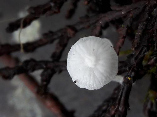 Hemimycena lactea(乳白半小菇)