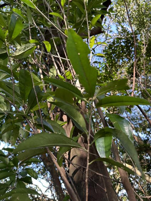 烏皮茶