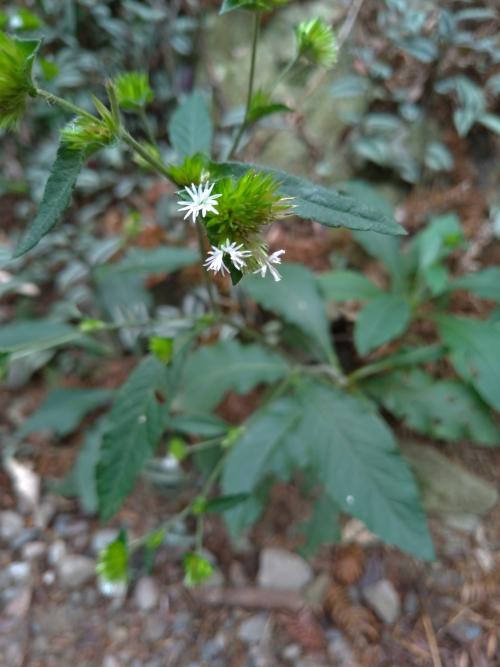 地膽草 地膽草