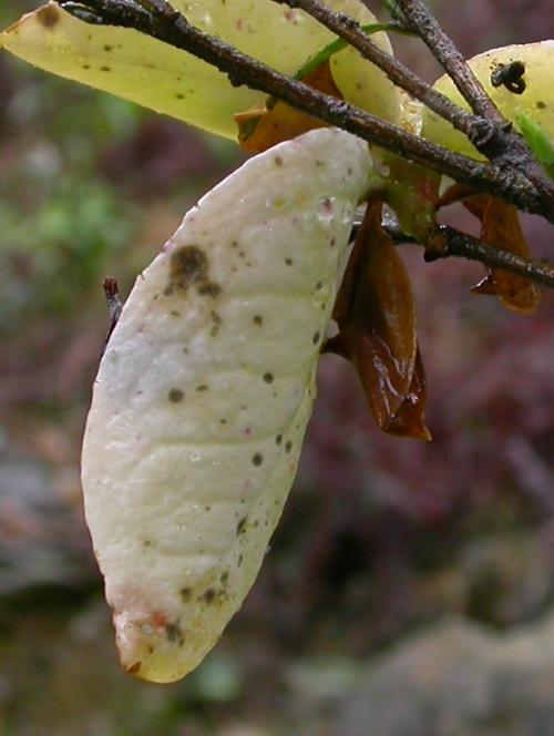 Exobasidium_gracile_Camellia_sasanqua_3_Taipei_27_II_06_detail