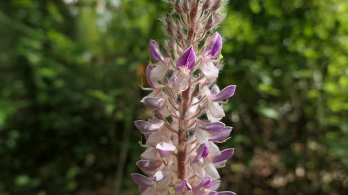 貓尾草