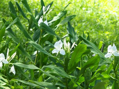 野薑花 野薑花