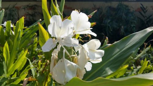 野薑花 野薑花