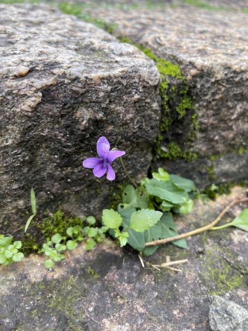 短毛堇菜