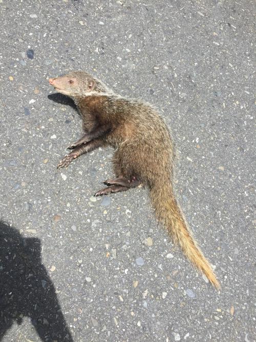 食蟹獴 食蟹獴