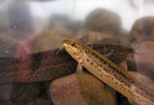 Misgurnus anguillicaudatus@fishdb-media-2030 Misgurnus anguillicaudatus@fishdb-media-2030