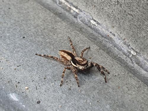 雙帶扁蠅虎