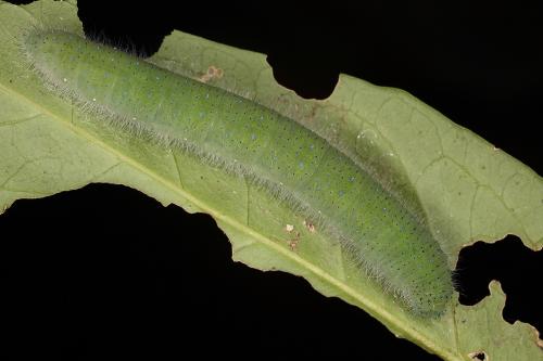 20091006_347351_Prioneris thestylis formosana_l.jpg