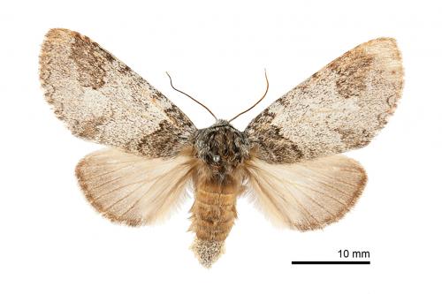 NOT_S_Disparia kobayashii_female_PT_NMNS