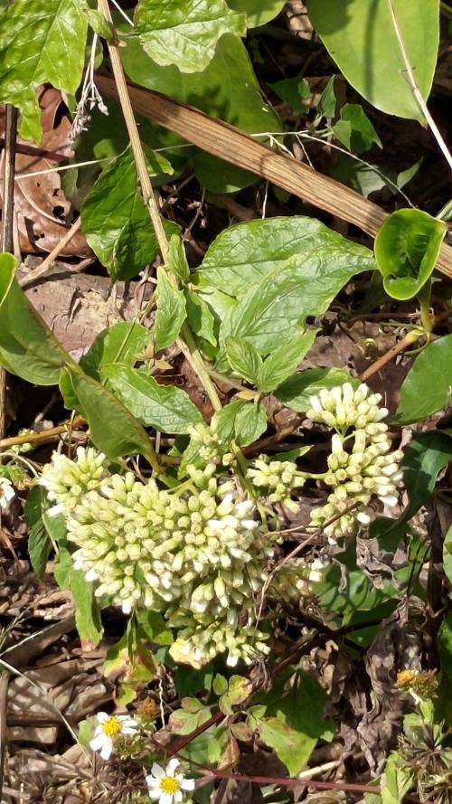 小舌菊