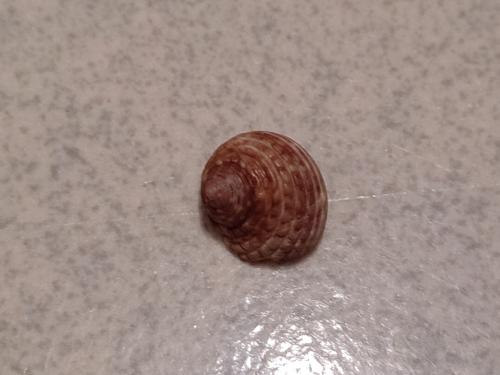 單齒螺 單齒螺