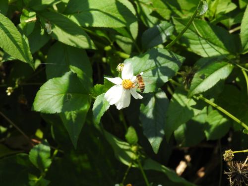 西方蜜蜂
