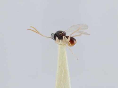Saphonecrus robustus 雄蟲