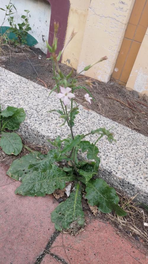 皺葉菸草 皺葉菸草
