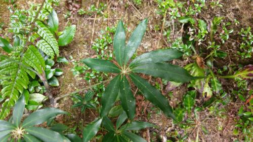 高山鴨腳木 高山鴨腳木
