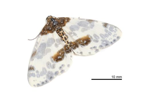Abraxas tenuisuffusa