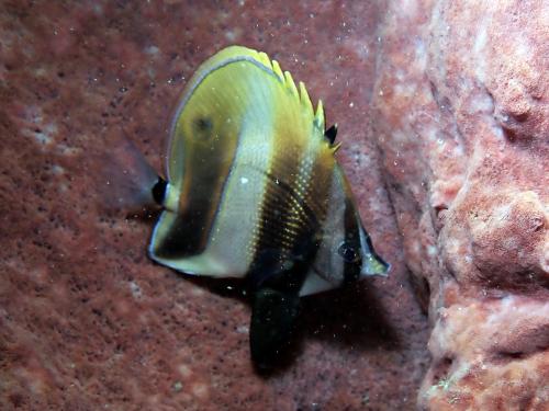 金斑少女魚
