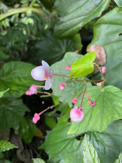 水鴨腳秋海棠