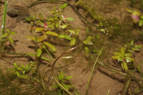 臺灣簀藻(有尾簀藻)-Hydrocharitaceae水鱉科-簀藻屬-Blyxa echinosperma-單子葉-IMG_2911