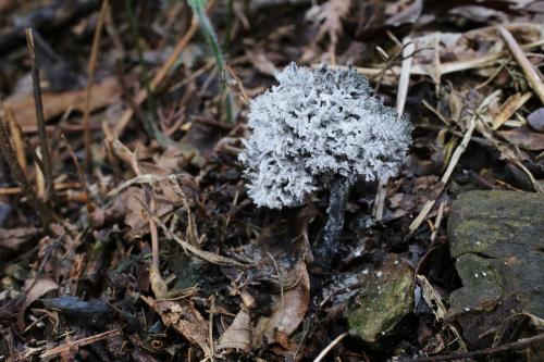 Xylaria terricola(土生炭角菌)