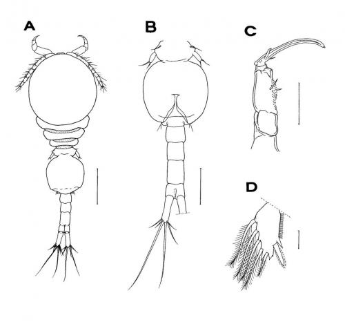 Haplomolgus montiporae_雄.jpg