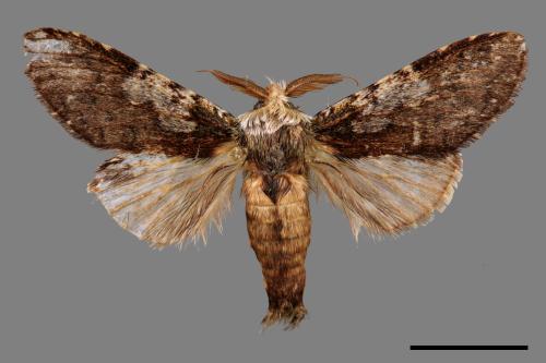 Syntypistis comatus[白斑跨舟蛾][00044205]