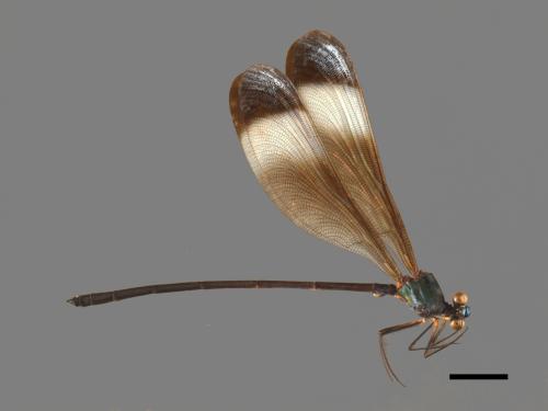 Psolodesmus mandarinus mandarinus[中華珈蟌(北台亞種)][00103803]
